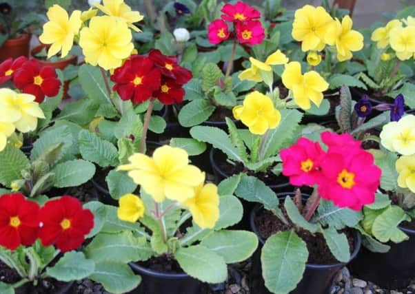 Potted polyanthus is checked for watering and aphids. Picture by Tom Pattinson.