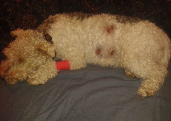 Injured Poppy on her return from the vets after the attack.