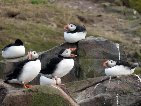 Puffins are returning to the Farne Islands. Picture by National Trust/Freya Blockley