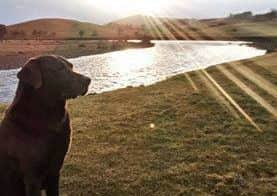 SECOND: Shay Whitfield's dog Diesel by the River Coquet.