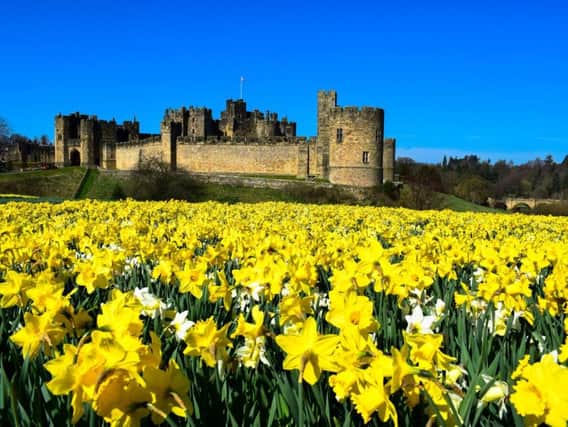 The display of daffodils at Alnwick Castle.