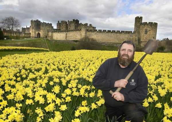 Alnwick castle groundsman George Turner with this year's wonderful display of daffodils. Picture by Jane Coltman