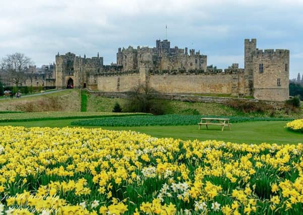 FIRST: A host of golden daffodils at Alnwick Castle, by Judith Hardisty.