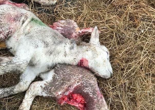 Dead lambs at Snitter, which were believed to have been victims of a dog attack.