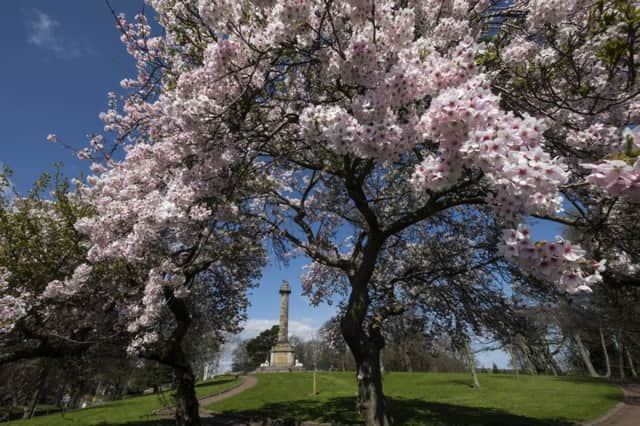The Tenantry Column in Alnwick is framed by cherry blossom. Picture by Jane Coltman