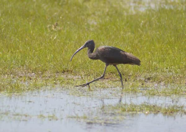 The glossy ibis at Druridge Pools. Picture by James Common