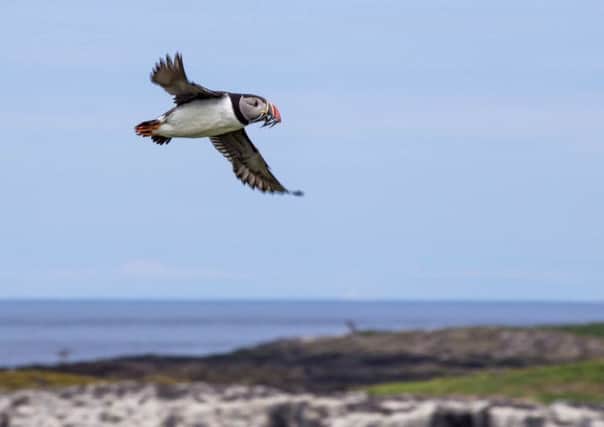 Even at 1/1000th of a second, the wingtips of puffin show motion blur. Picture by Ivor Rackham.
