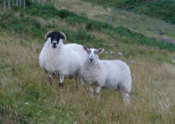 A Blackface ewe with its mule offspring.