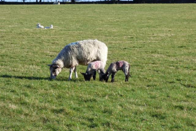 A mule ewe with its Suffolk black faced offspring.