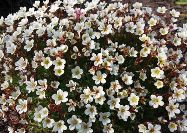 Saxifrage is looking superb in the garden. Picture by Tom Pattinson.