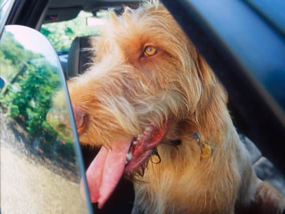 Don't leave pets in cars in hot weather.