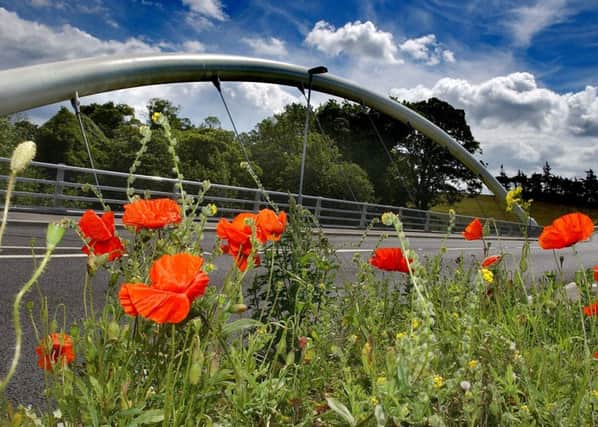 Poppies in front of the new bridge at Hipsburn/Lesbury