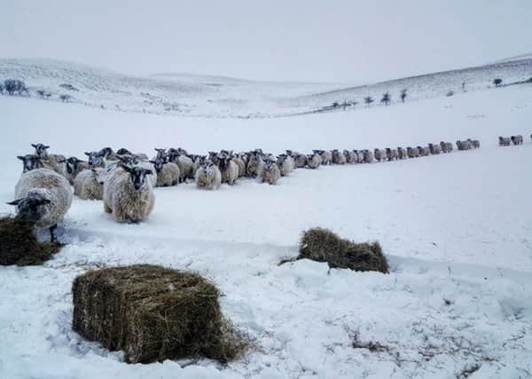 Sheep being fed in the Ingram Valley during the Beast from the East.
