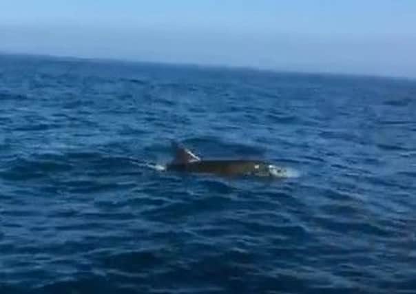 One of the dolphins captured on video by Paul King.