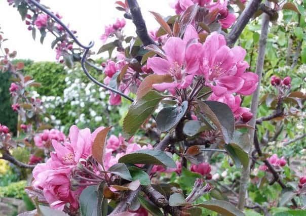 The glorious apple blossom has come out profusely. Picture by Tom Pattinson.