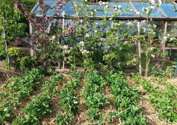 The strawberry bed and apple blossom. Picture by Tom Pattinson.