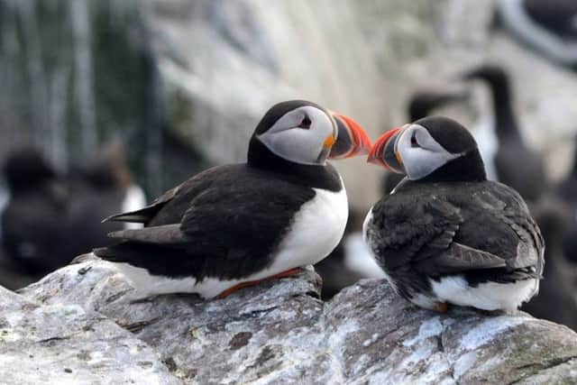 Our favourite birds by far. Puffins on Inner Farne by Catherine Davies van Zoen. 144 Facebook likes