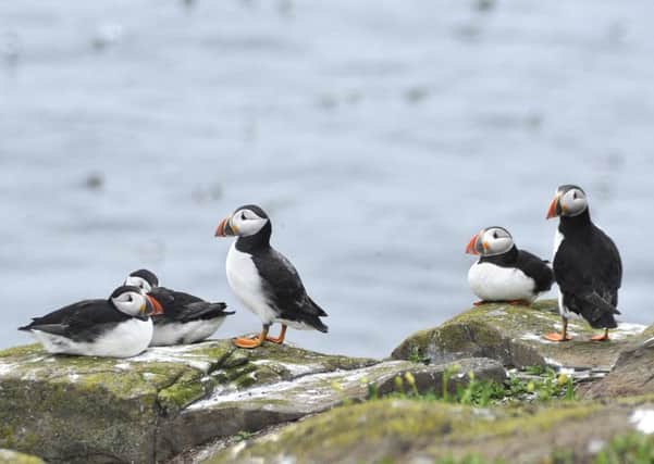 Puffins on the Farne Islands yesterday (Wednesday). Picture by Jane Coltman
