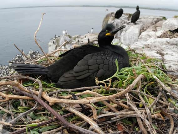 A nesting Shag on the Farne Islands. Picture by Jane Coltman