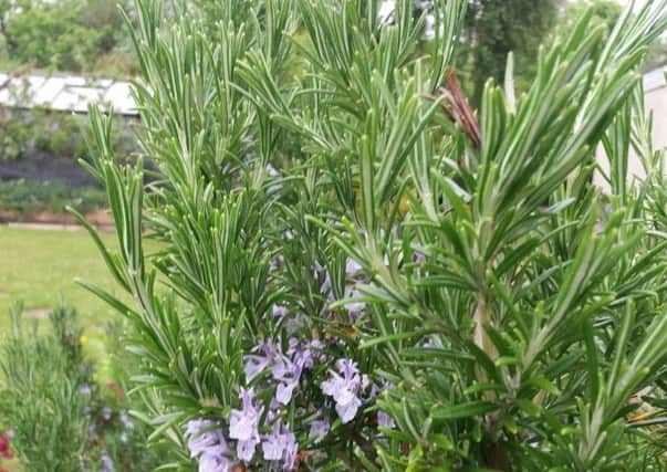 Rosemary is dripping with new plant material. Picture by Tom Pattinson.