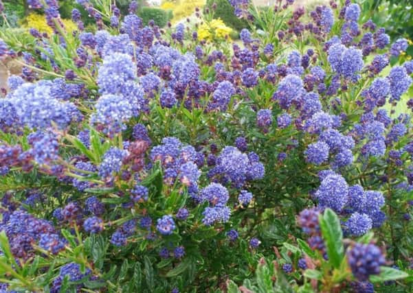 Ceanothus Concha still has plenty in reserve, helping to avoid the break in flowering seen in the past. Picture by Tom Pattinson.