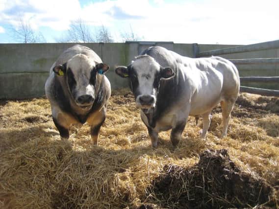 Avocet is developing a superior strain of Piemontese cattle providing healthier meat and milk, enriched in omega-3.