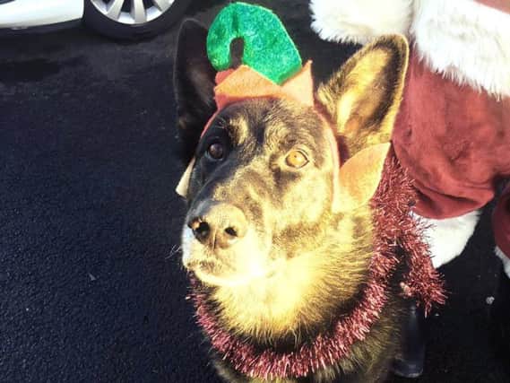 A police dog gets in the mood for Christmas.