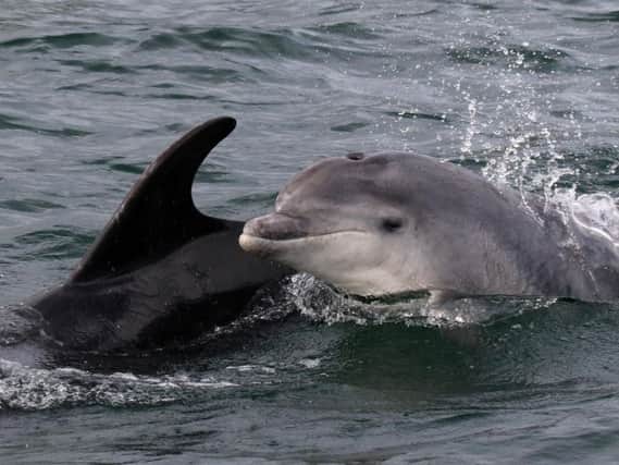 Bottlenose dolphins. Picture by Peter Evans/Sea Watch Foundation