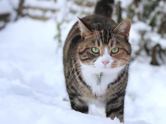 Give cats constant access to the house in icy weather.