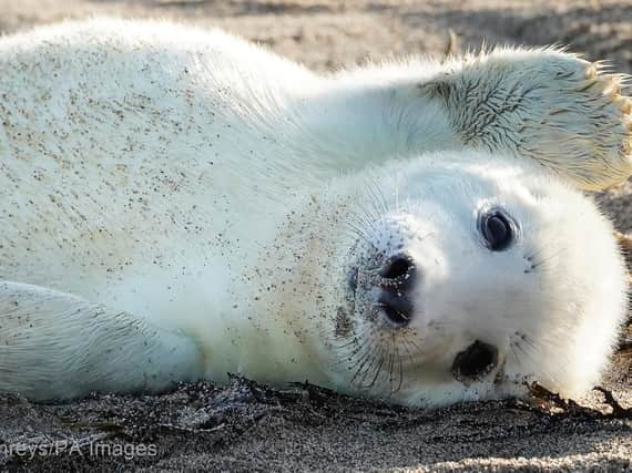 A grey seal pup on the Farnes. Picture by Owen Humphreys/PA Images
