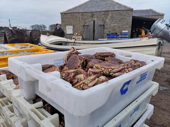 Brown crabs landed at Boulmer. Picture by Jane Coltman
