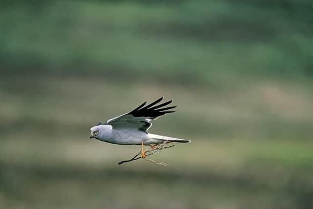 A male hen harrier in flight. Picture by RSPB