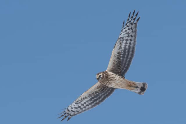 A female hen harrier. Picture by Tim Melling