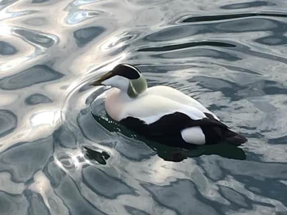 Eider in Seahouses harbour, by Rach Douglas.