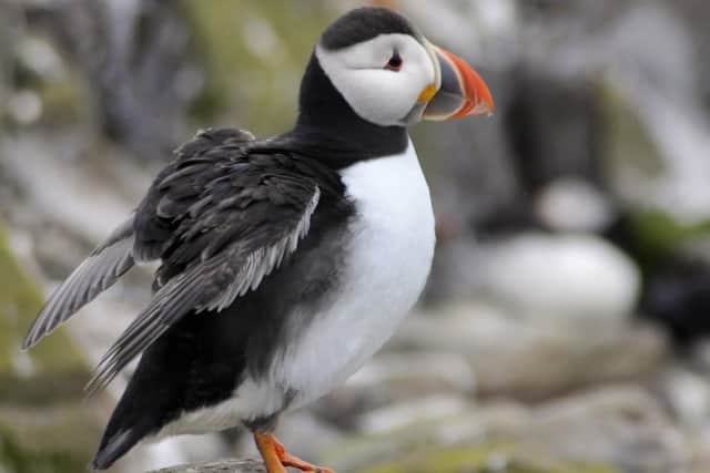 A puffin on the Farne Islands. Picture by Jane Coltman