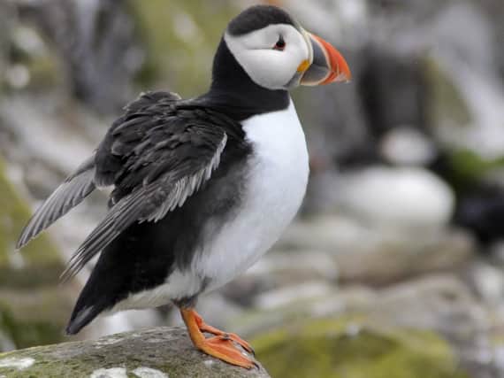 A puffin on the Farne Islands. Picture by Jane Coltman