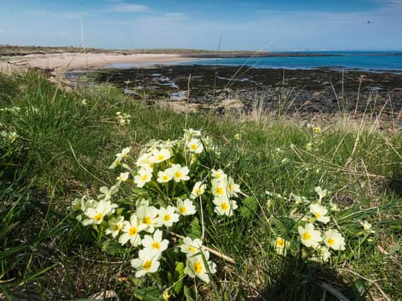 Flowers among the dunes. Picture by Gavin Duthie