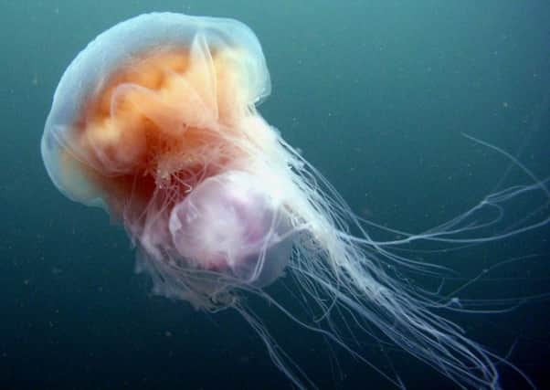The Lion's Mane jellyfish is often found off the Northumberland coast. Picture by Calum Duncan.