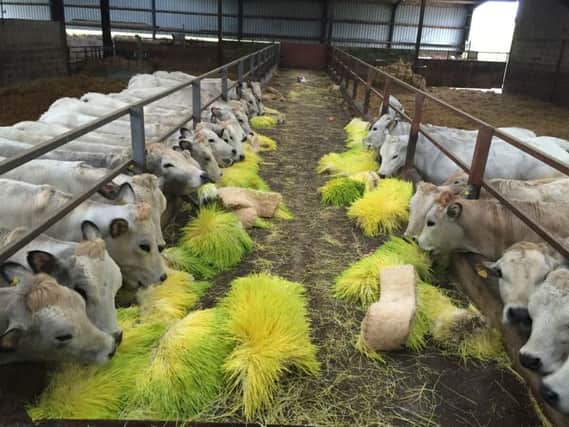 The cattle in the test shed at Harcarse Hill Farm are being fed grass grown in the dark without soil at a constant temperature of 19 degrees centigrade.