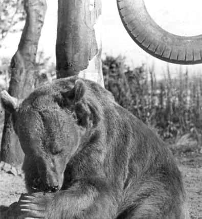 Wojtek the bear was sent to Sunwick Farm near Hutton at the end of World War Two.