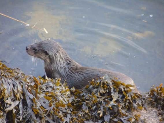 James Keen took this photo of an otter near Berwick's Old Bridge.