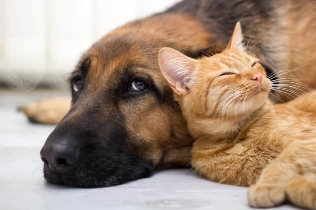 If your pet has been under the weather lately, it's important to make sure they aren't showing signs of animal diabetes (Photo: Shutterstock)