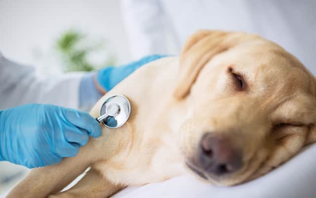 Make sure your dog isn't suffering from these symptoms (Photo: Shutterstock)
