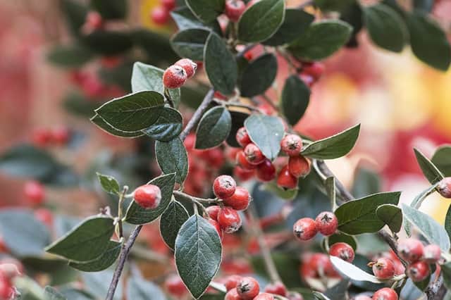 The bushy, hairy-leafed cotoneaster is a “super plant” that can soak up pollution of busy roads, according to horticultural experts (Photo: RHS)